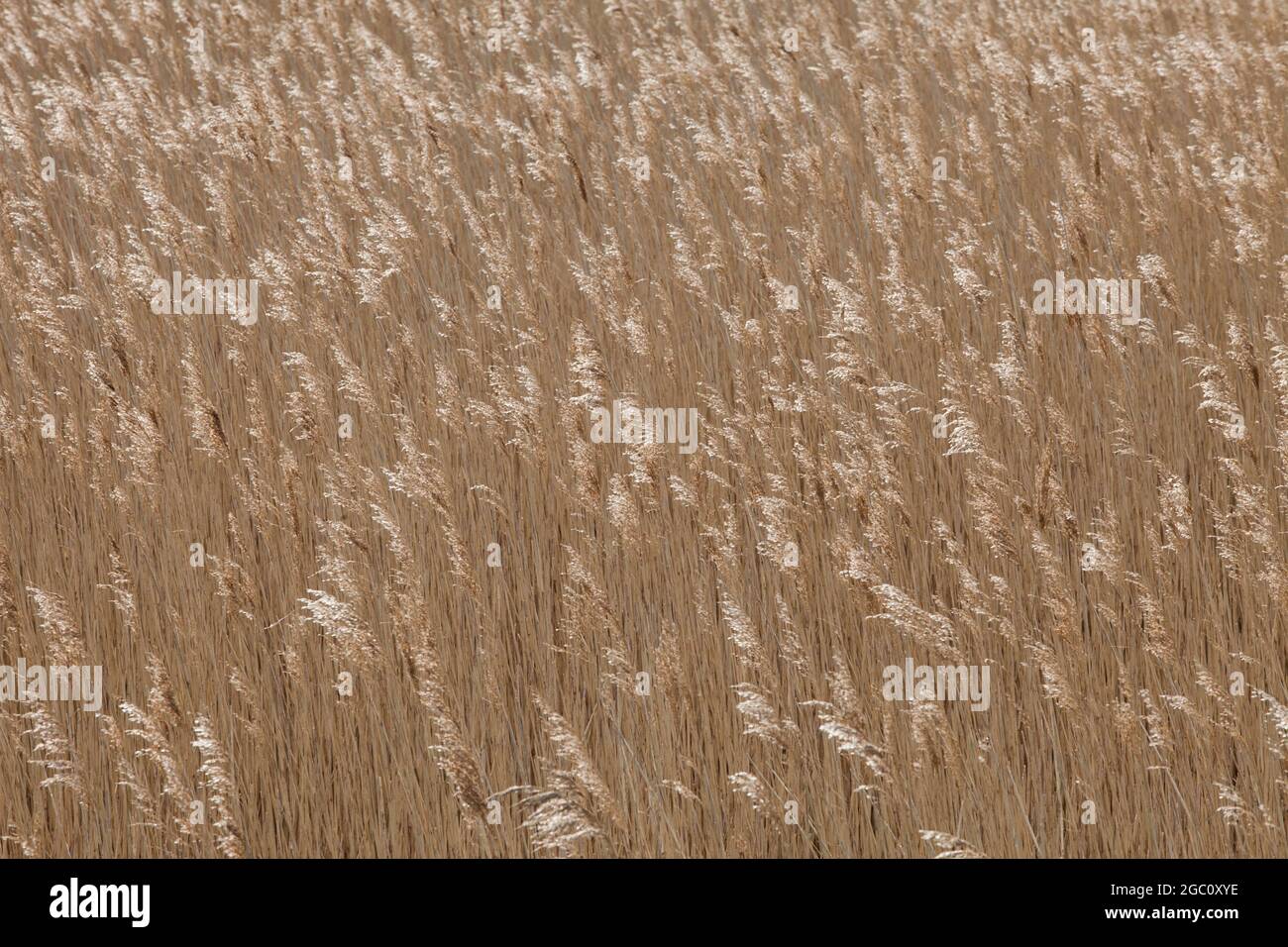 Feld von trockenem Gras, das im Wind an der Küste von Norfolk weht Stockfoto