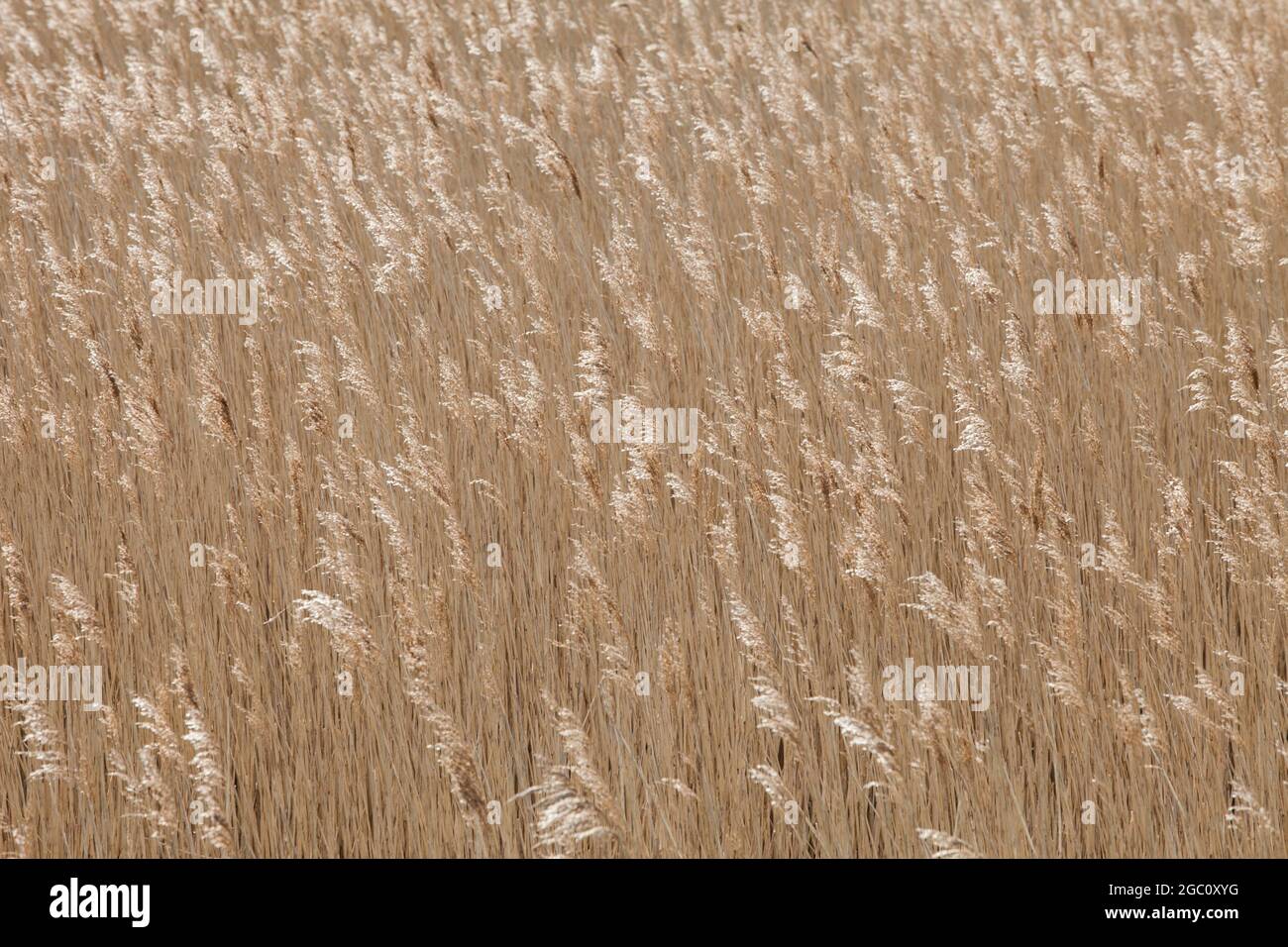 Feld von trockenem Gras, das im Wind an der Küste von Norfolk weht Stockfoto