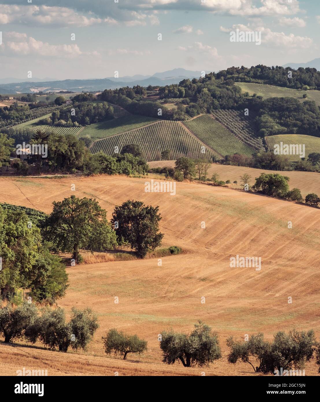 Geerntete Weizenfelder, Olivenhaine, Weinberge und Wälder auf den Hügeln der Provinz Pesaro und Urbino, Marken, Italien. Stockfoto