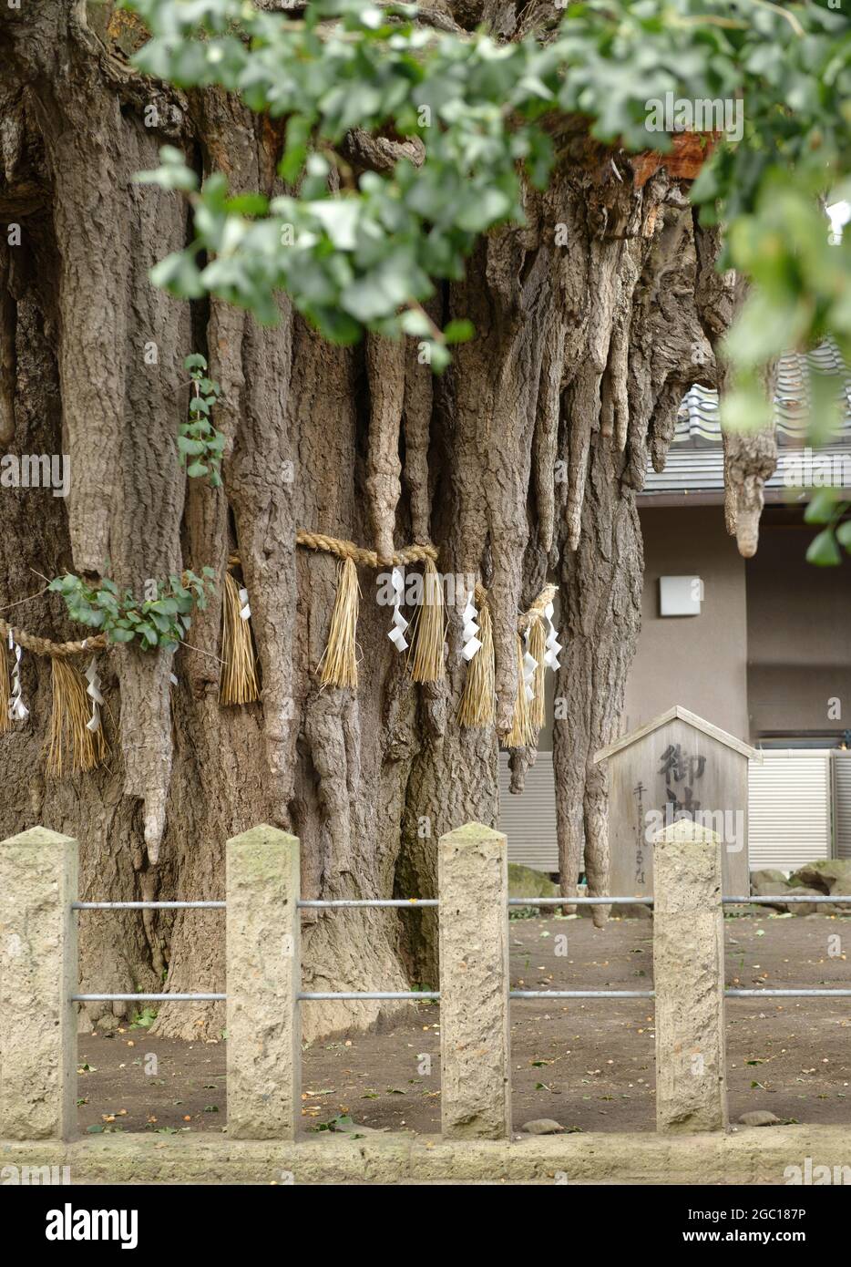 Maidenhair Baum, Ginkgo Baum, Gingko Baum, Ginko Baum (Ginkgo biloba), 1000 Jahre alt Ginkgo in Nigatake mit Chichis, Japan, Nigatake Stockfoto