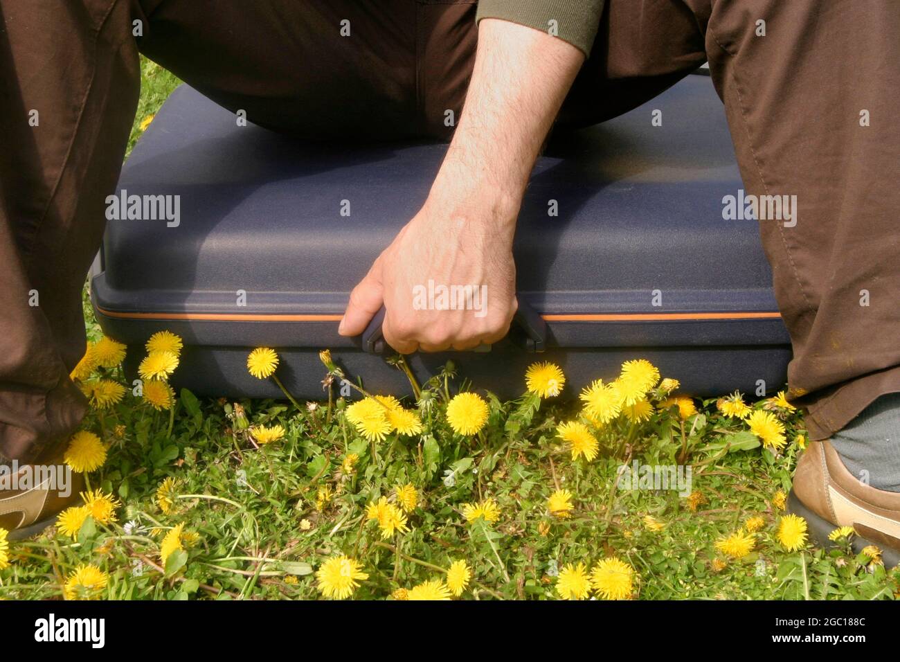 Lötenzapfen (Taraxacum spec.), Mann, der auf einem Koffer auf einer Lötenwiese sitzt Stockfoto