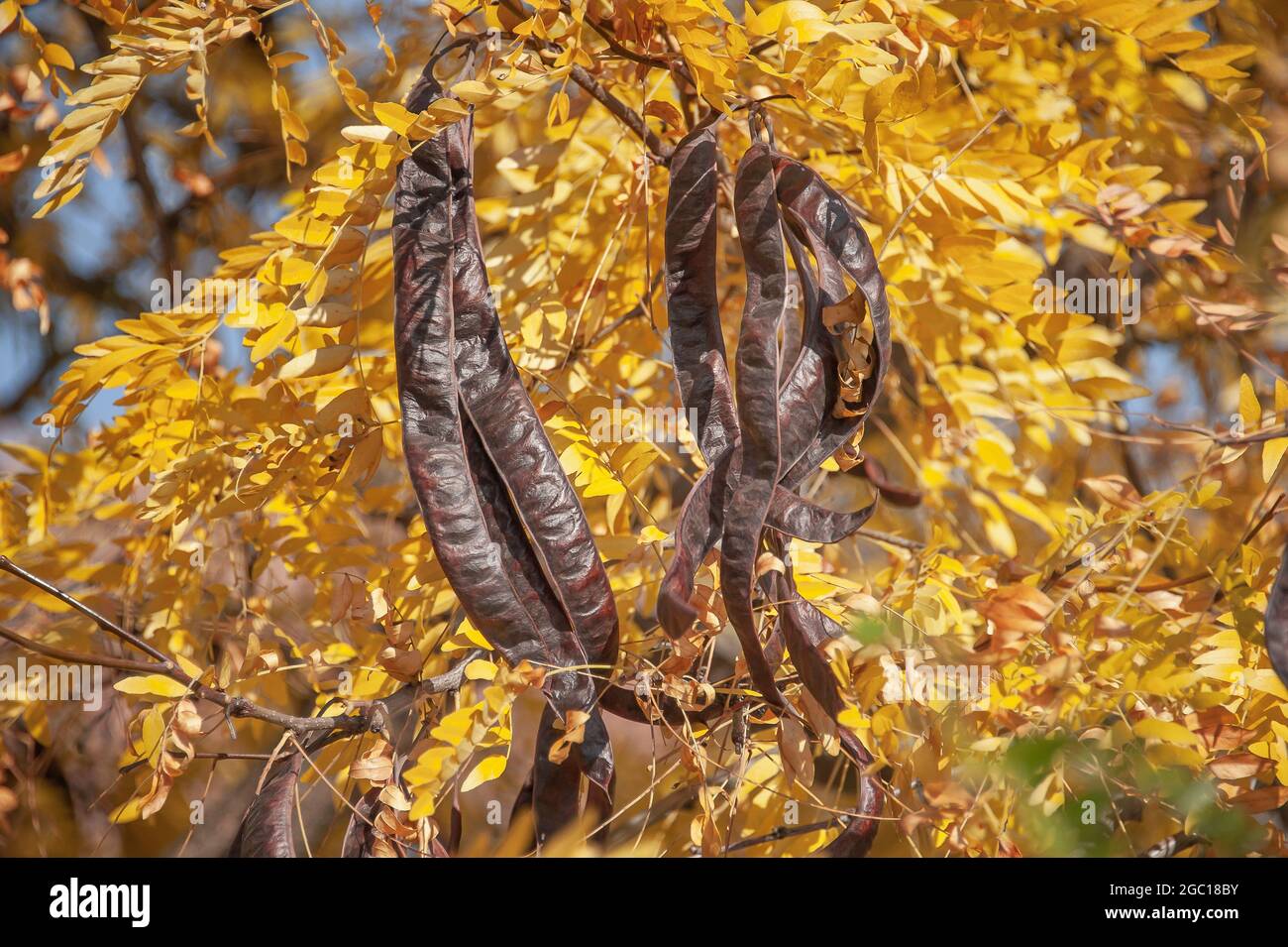Honigheuschrecke, Honigheuschrecke (Gleditsia triacanthos), Zweig mit Früchten im Herbst Stockfoto