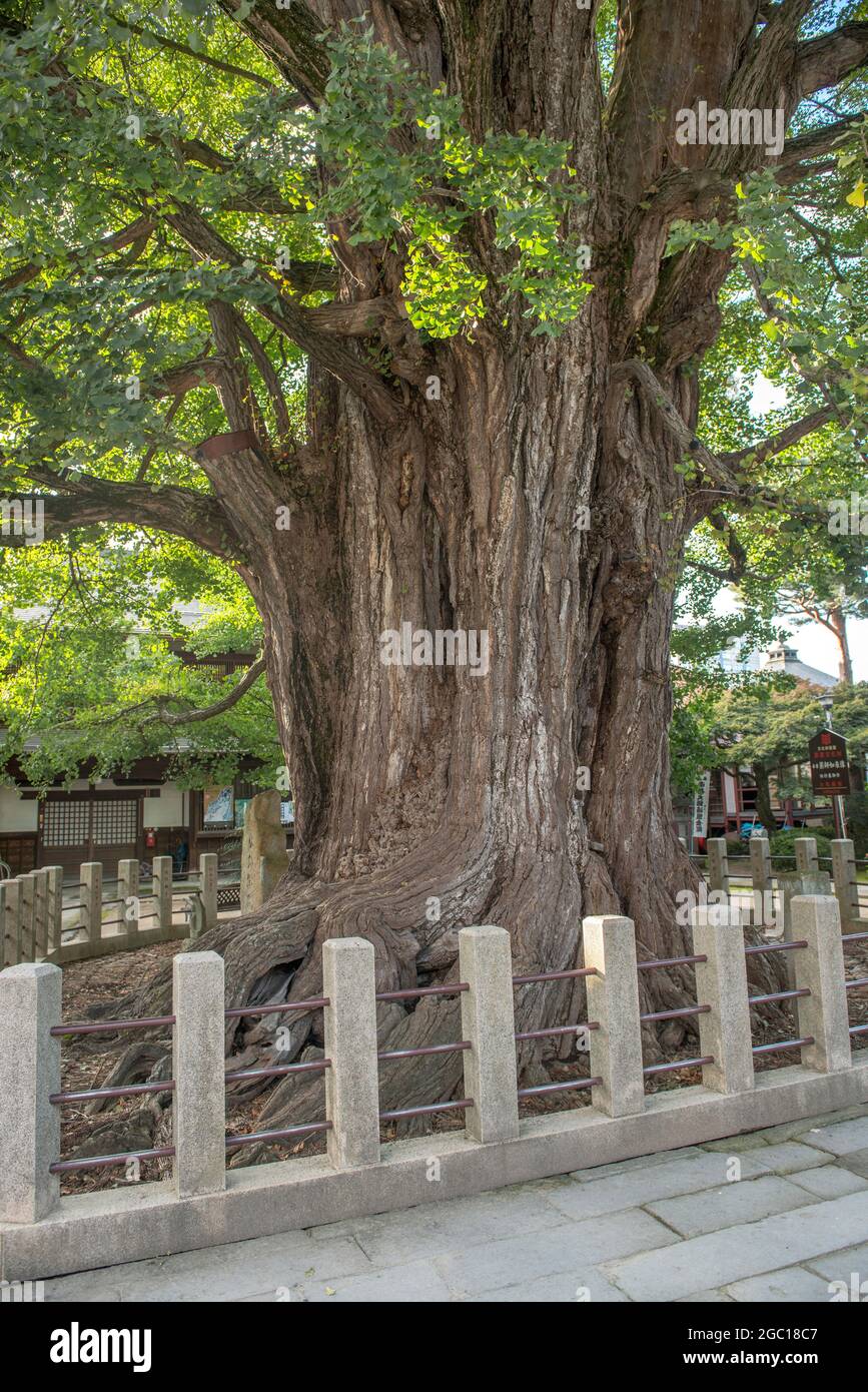 Maidenhair-Baum, Ginkgo-Baum, Gingko-Baum, Ginko-Baum (Ginkgo biloba), im Hida Konkubun-ji-Tempel, Japan Stockfoto