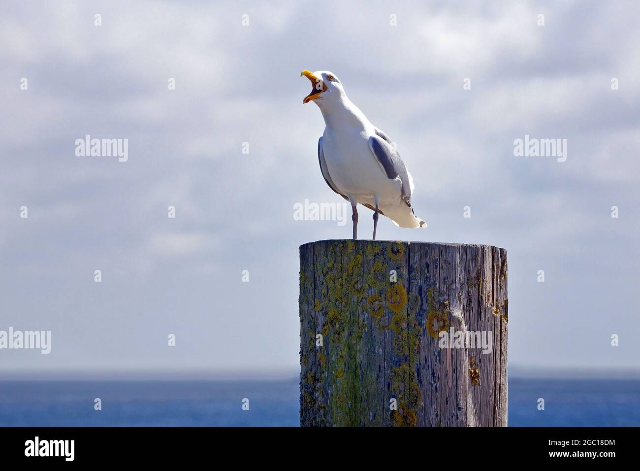 Heringsmöwe (Larus argentatus), auf einem Holzpfosten brüllend, Deutschland, Schleswig-Holstein, Sylt Stockfoto