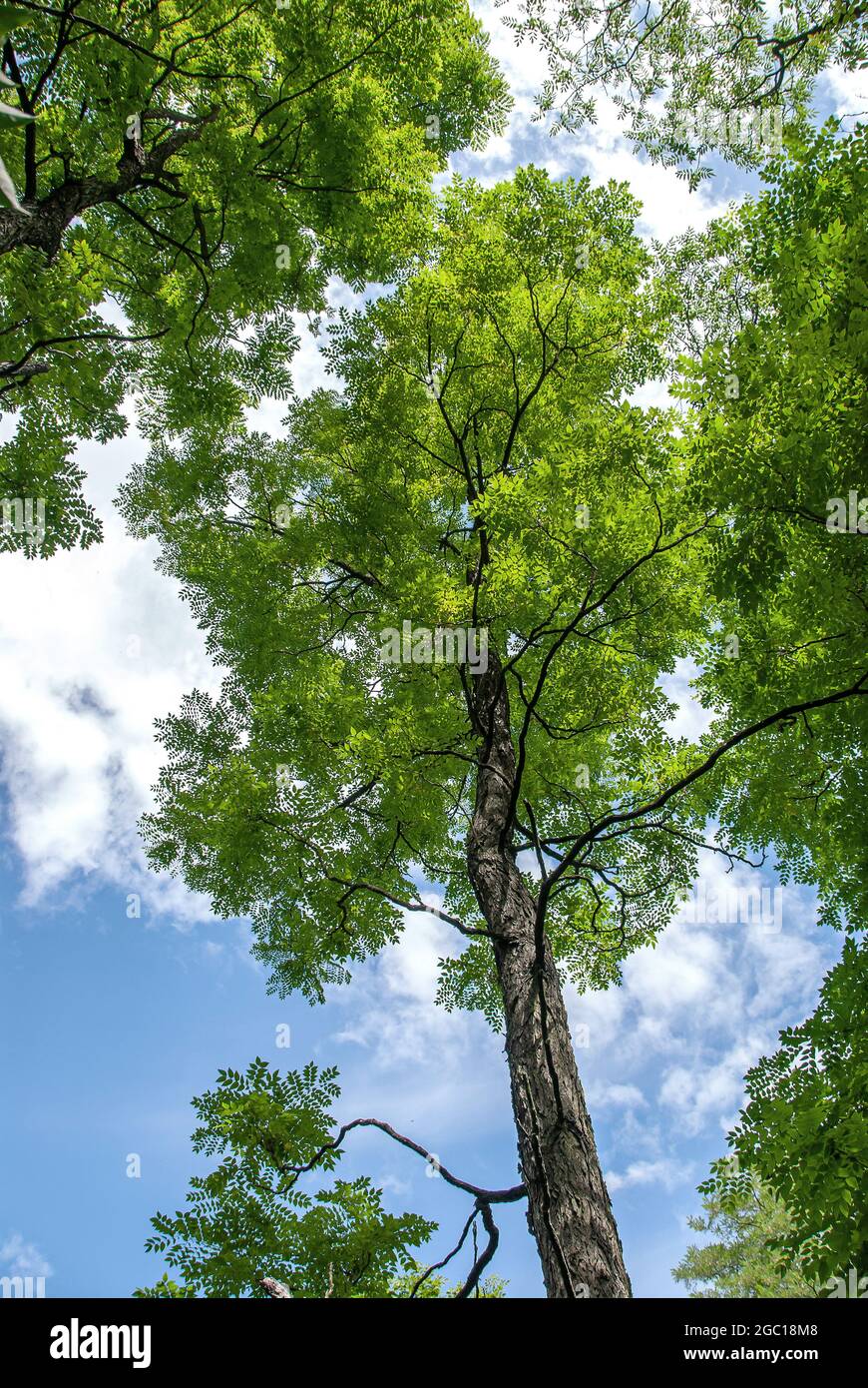 Kentucky Coffeetree (Gymnocladus dioicus), Krone gegen Himmel, Ussland Stockfoto