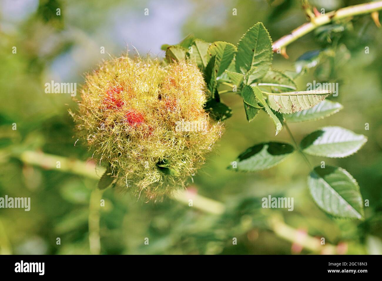 Moosige Rosengallwespe, bedeguare Gallenwespe (Diplolepis rosae), Rosengall, Deutschland, Nordrhein-Westfalen Stockfoto