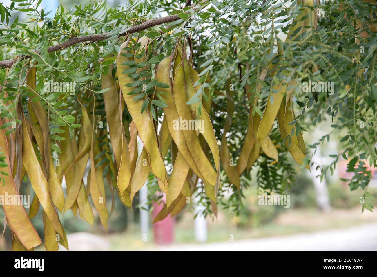 Honeylocust, Honigheuschrecke (Gleditsia Triacanthos), Zweig mit Früchten Stockfoto