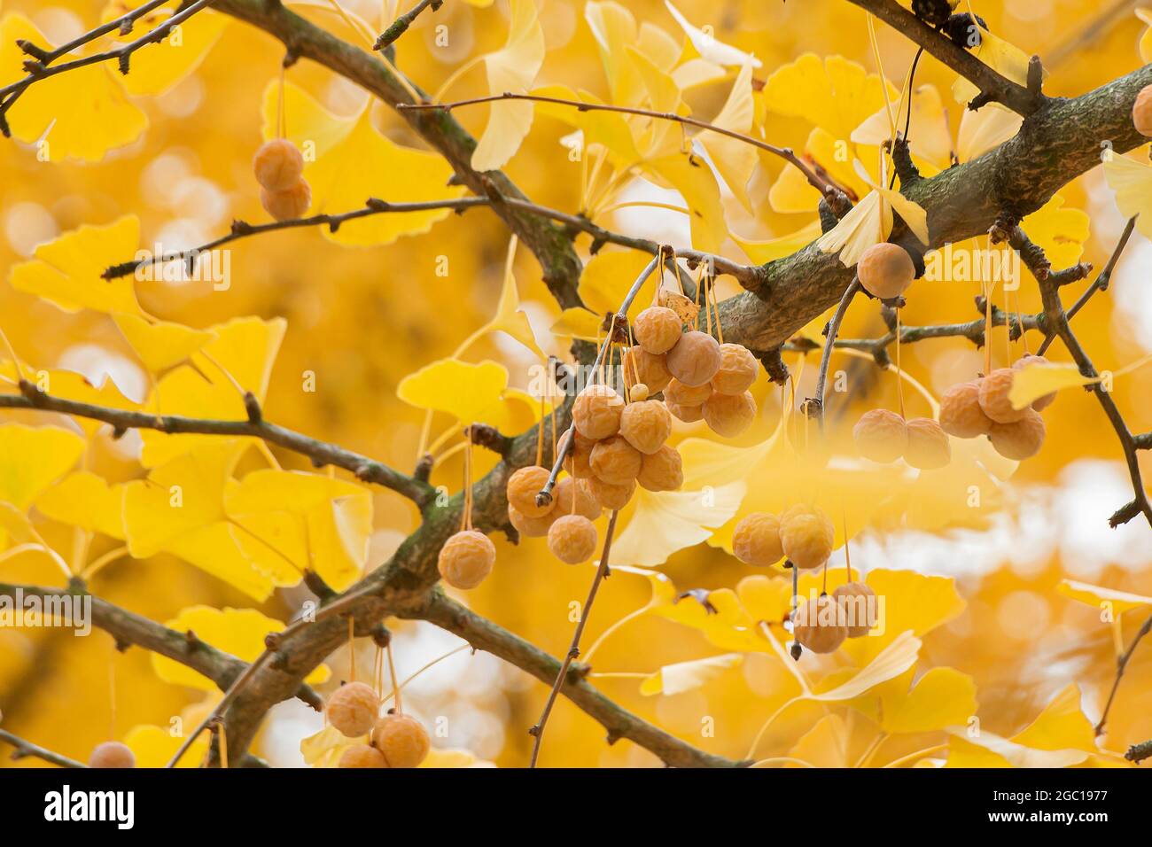 Maidenhair-Baum, Ginkgo-Baum, Gingko-Baum, Ginko-Baum (Ginkgo biloba), Samen auf einem Baum Stockfoto