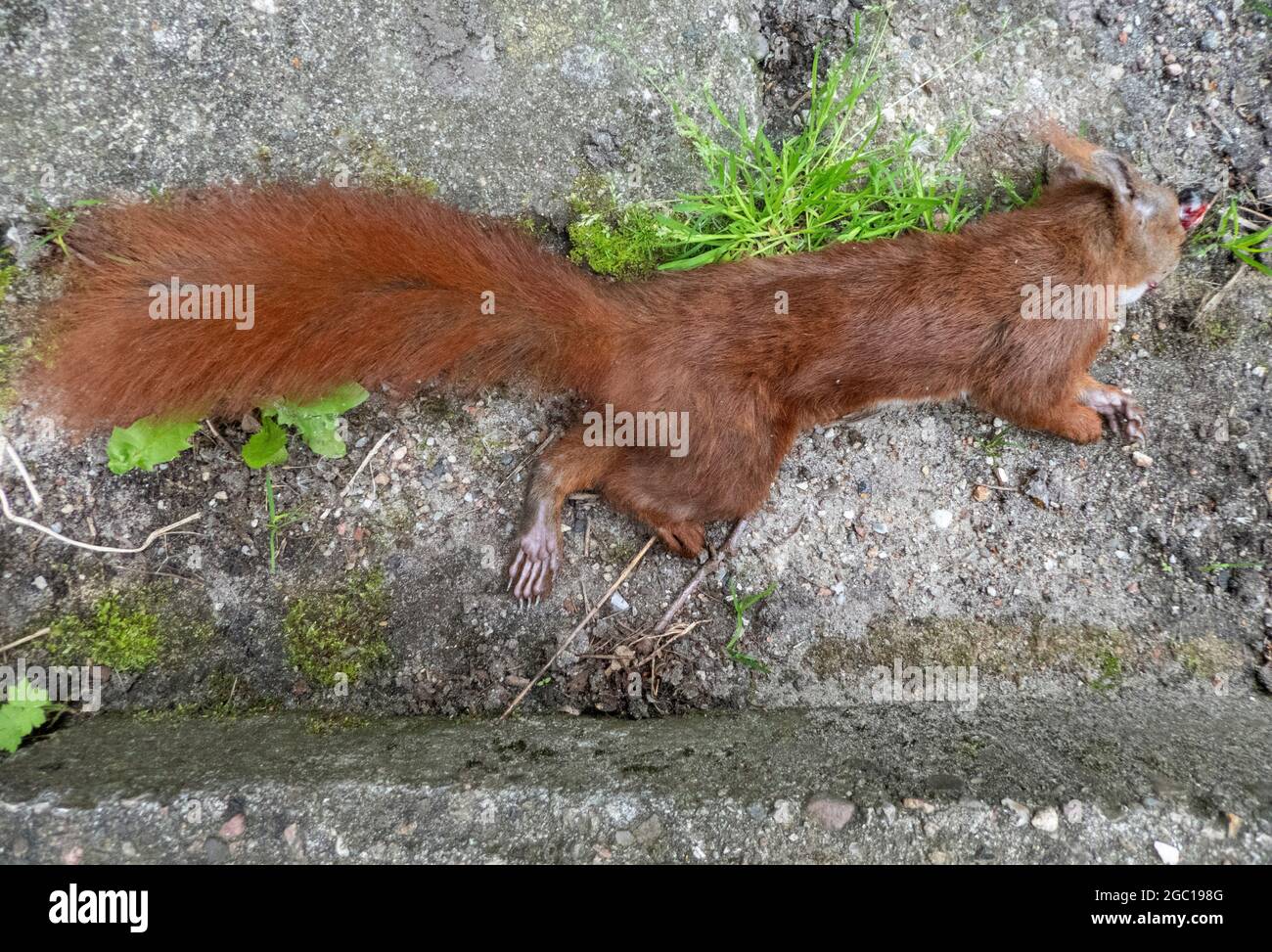 Europäisches rotes Eichhörnchen, Eurasisches rotes Eichhörnchen (Sciurus vulgaris), roadkill rotes Eichhörnchen, Deutschland Stockfoto