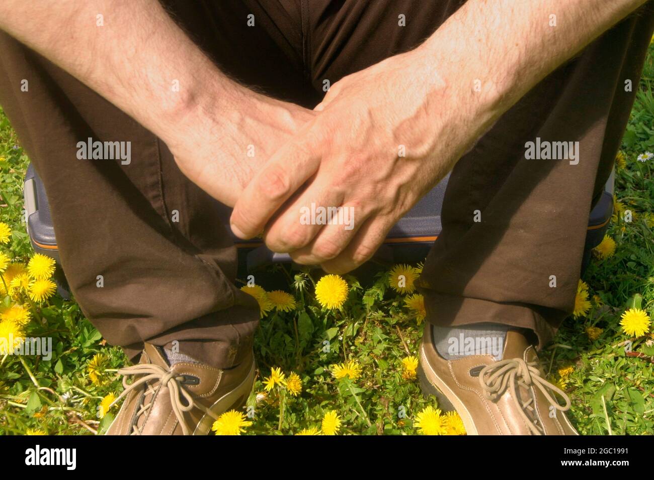 Lötenzapfen (Taraxacum spec.), Mann, der auf einem Koffer auf einer Lötenwiese sitzt Stockfoto