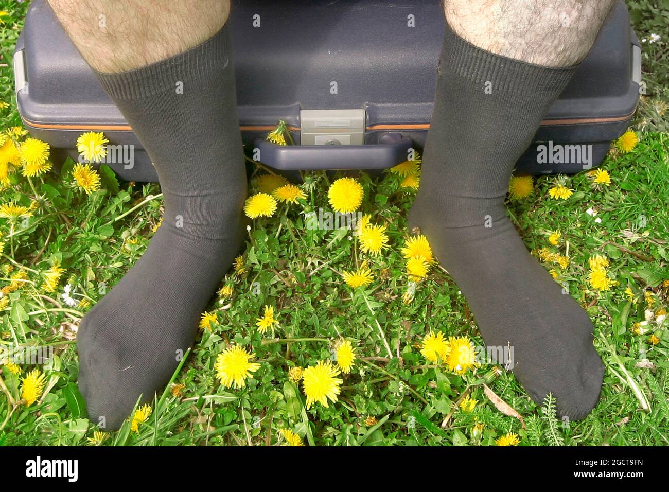 Löckchen (Taraxacum spec.), ein Mann, der in Socken auf einem Koffer auf einer Löchenkäste sitzt Stockfoto