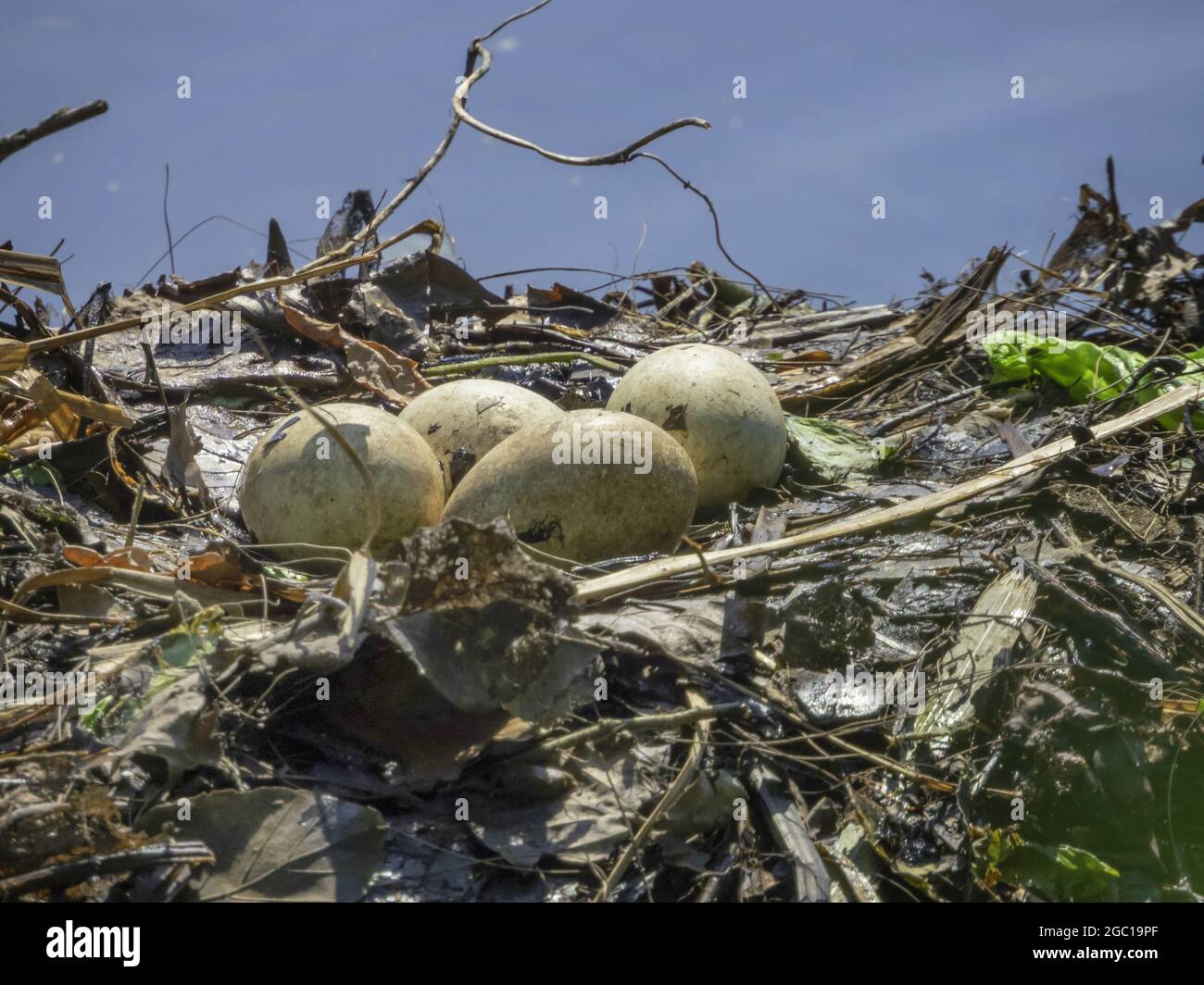 Haubentaucher (Podiceps cristatus), Nest mit Gelege aus vier Eiern, Deutschland Stockfoto