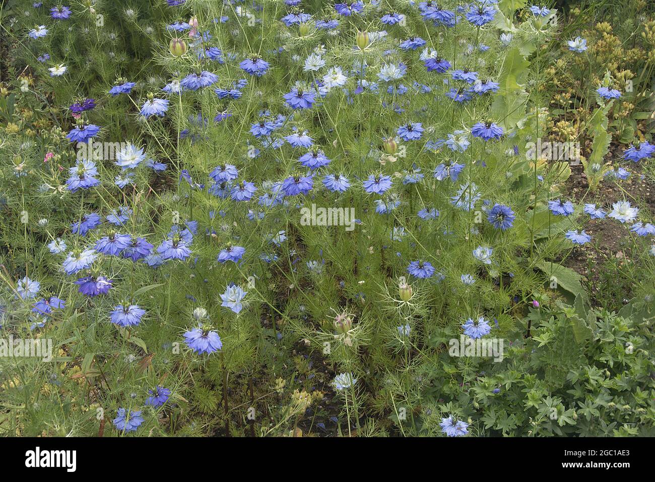 NIGELLA DAMSCENA; LIEBE IM NEBEL; SPEEN GARDEN Stockfoto