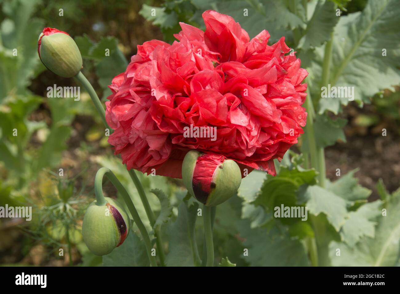 OPIUMMOHN; PAPAVAR SOMNIFERUM; SPEEN GARDEN Stockfoto