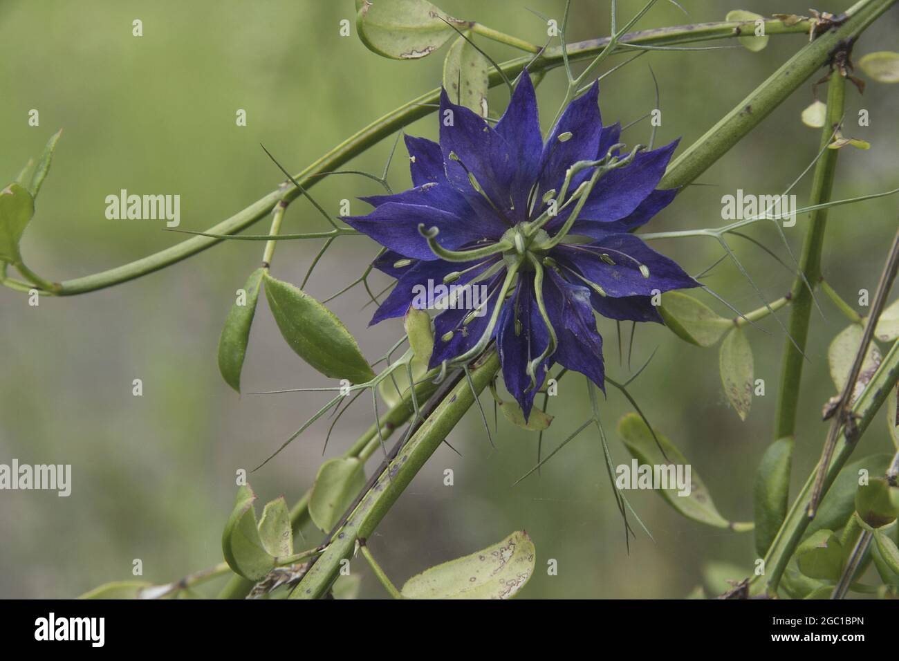 NIGELLA; LIEBE IM NEBEL Stockfoto