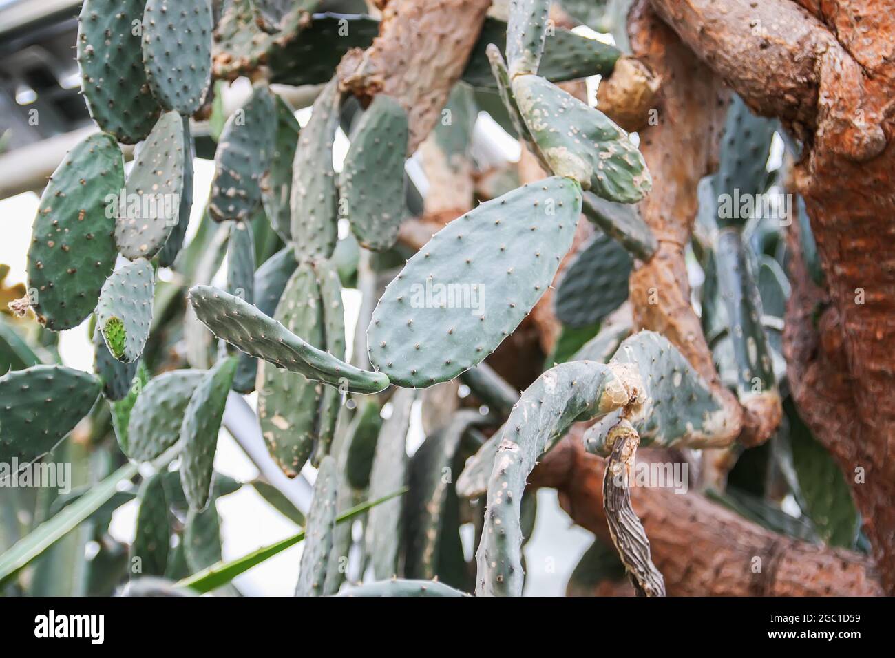 Grüne Kaktuszweige mit langen Dornen wachsen im Frühlingspark. Stockfoto