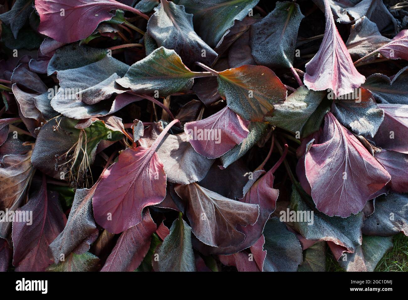 Gefrorene Bergenia-Blätter Stockfoto