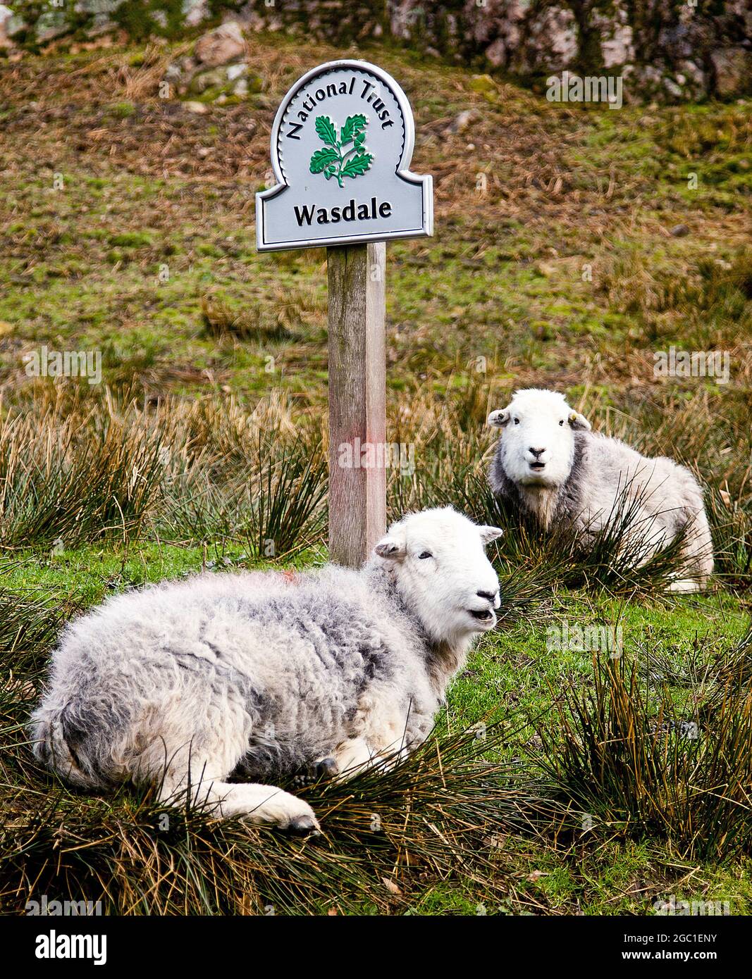 Herdwick Sheep in Wasdale, Lake District, Großbritannien Stockfoto