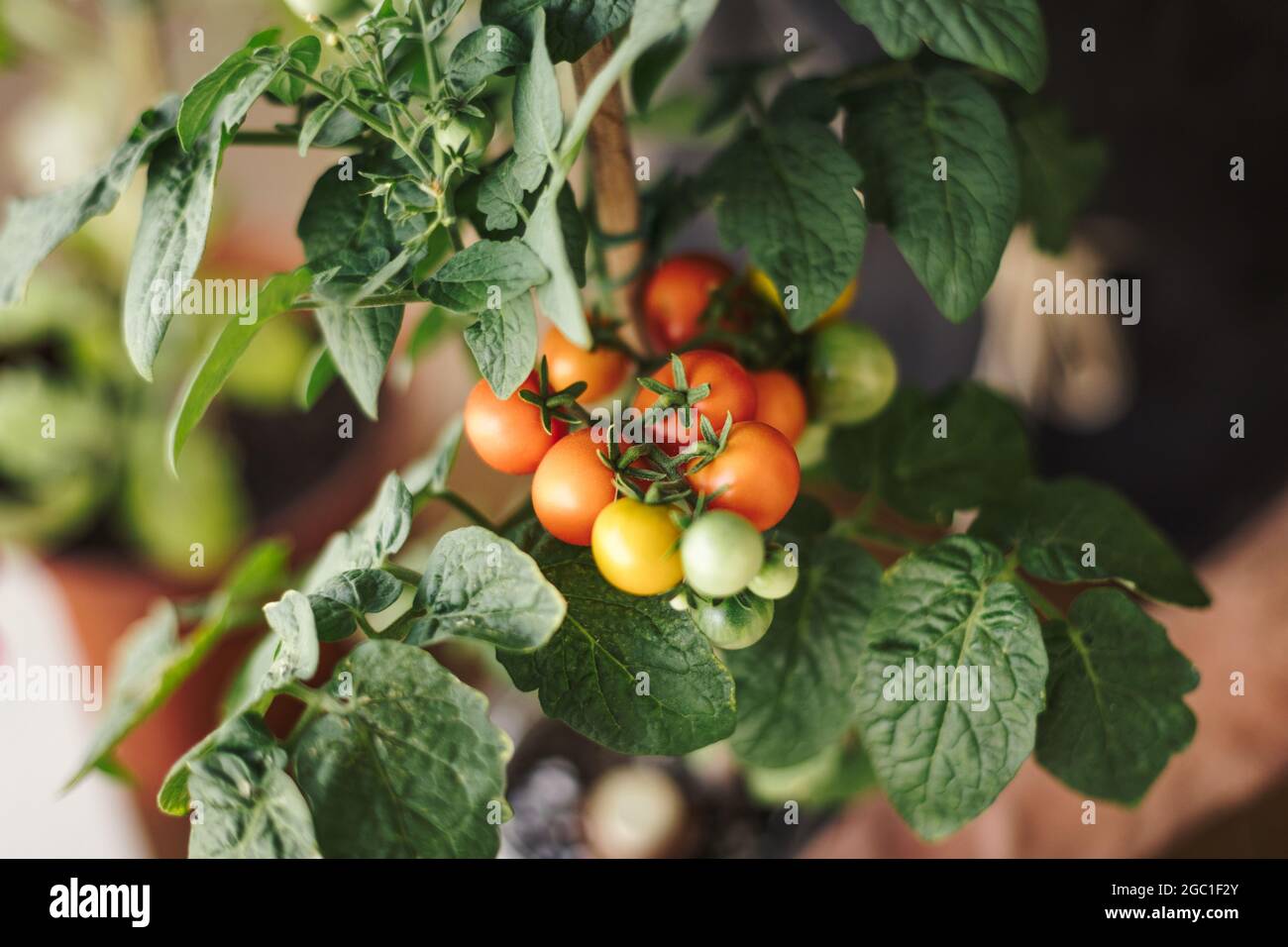 Nahaufnahme einer hauseigenen Kirschtomatenpflanze mit kleinen roten Tomaten. Home Bio-Anbau und Öko frisches Gemüse Konzept Stockfoto