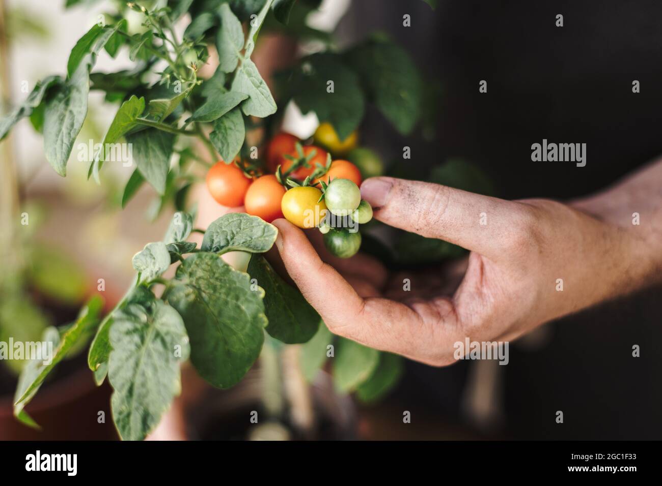 Nahaufnahme die Hand eines Mannes, der ein paar Kirschtomaten aus einer landwirtschaftlichen Pflanze hält. Home Bio-Garten und Öko frisches Gemüse Konzept Stockfoto