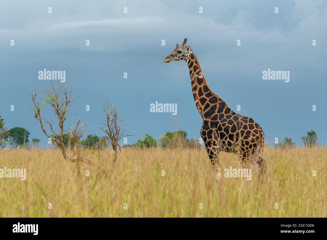Giraffe Murchinson Falls National Park, Uganda. Stockfoto
