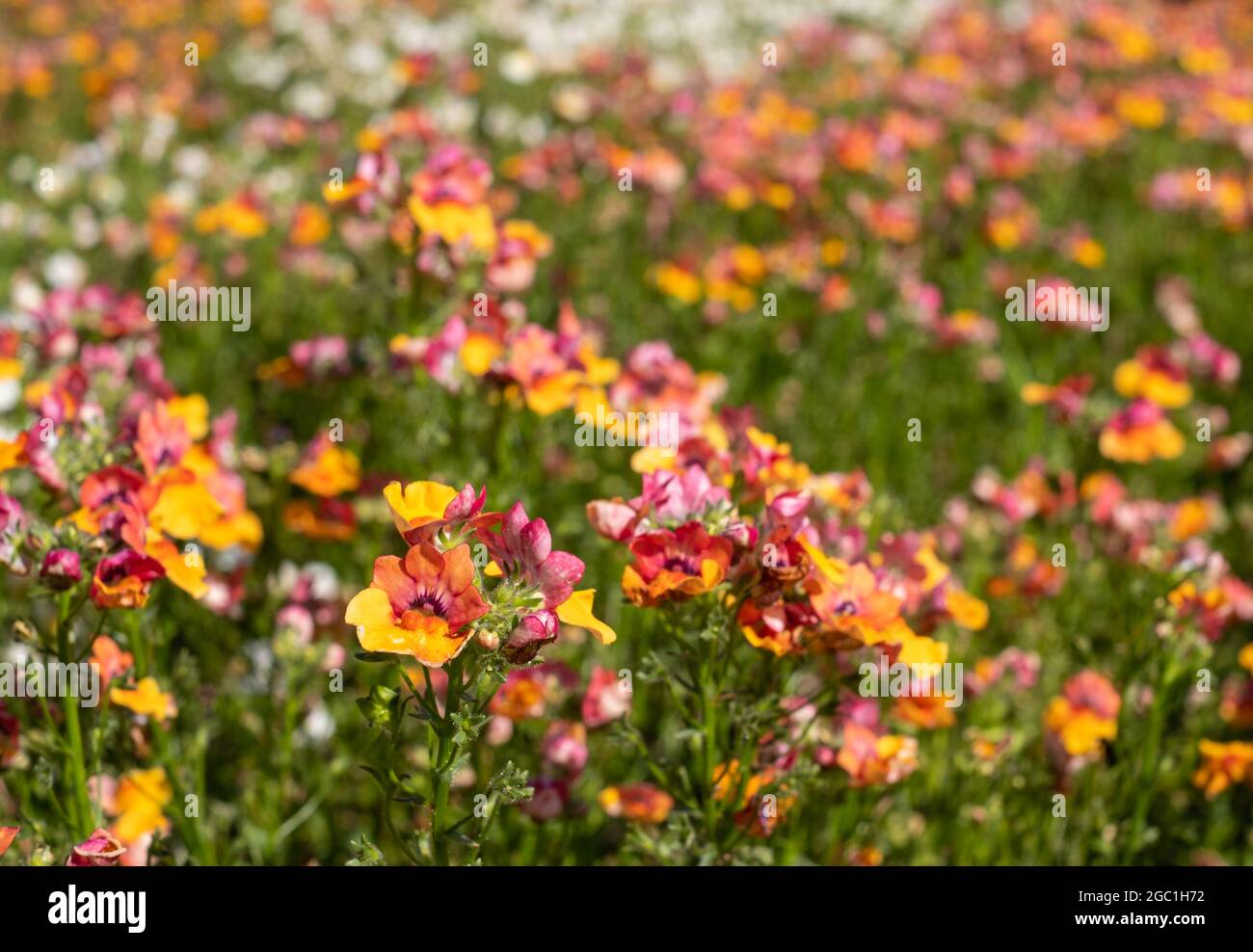 Farbenfrohe, rosa und gelbfärbige Nemesienblüten, niedrig wachsende einjährige Pflanzen mit bunten Blütenblättern. Stockfoto