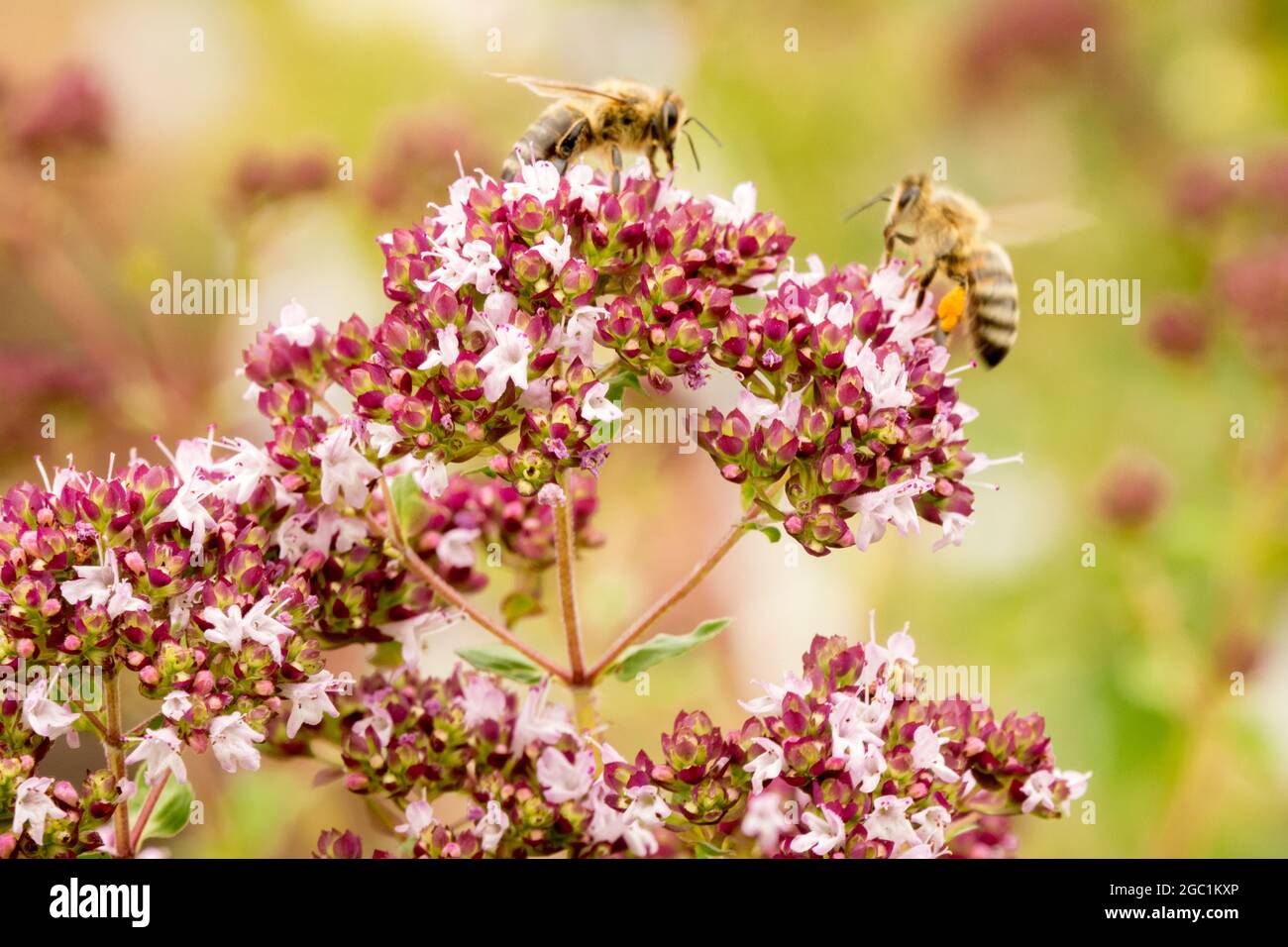 Honigbiene auf Blume Origanum vulgare Wilder Majoran sammeln, um Pollensack Stockfoto