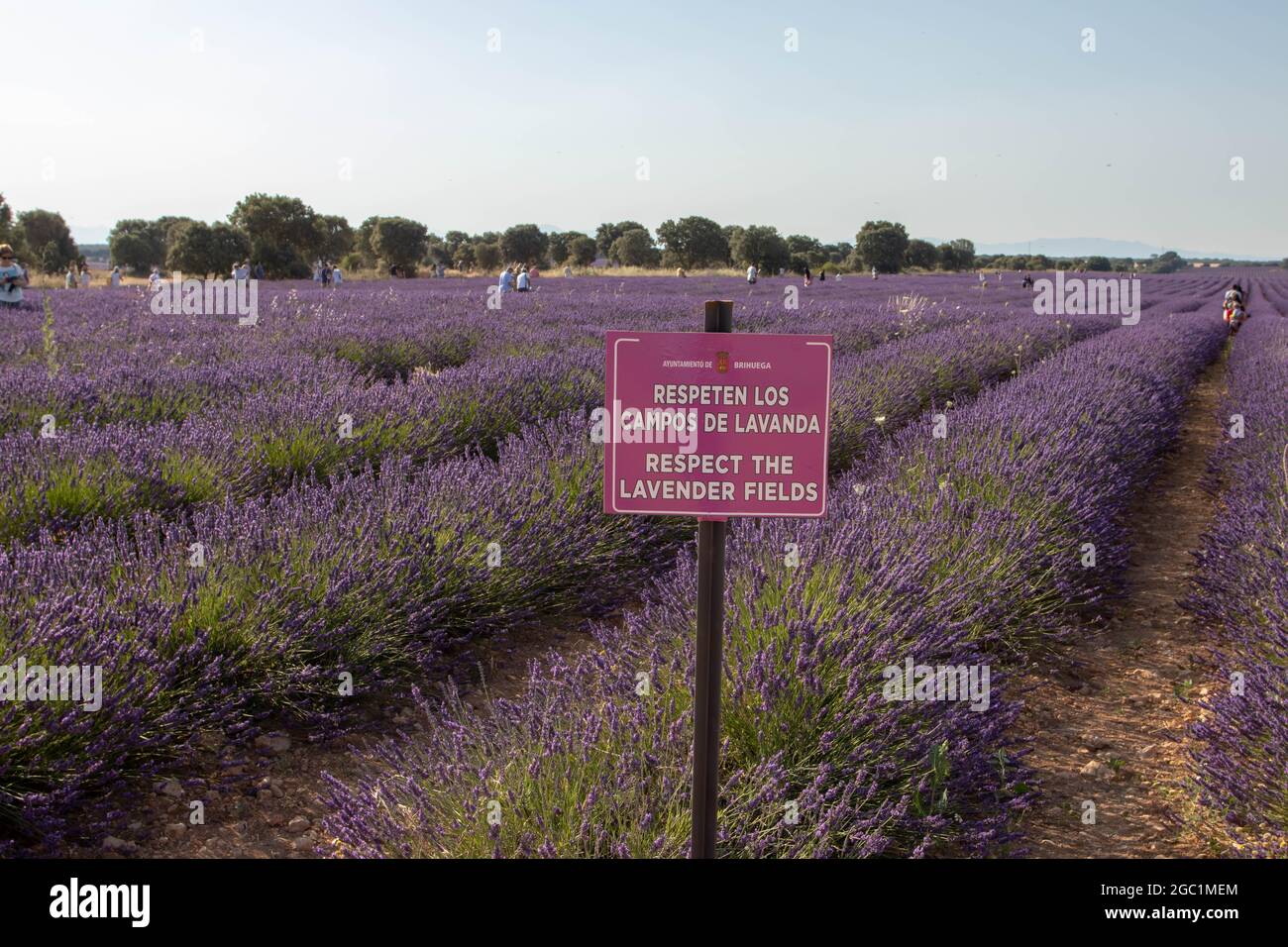 BRIHUEGA, SPANIEN - 10. JULI 2021: Warnschild 'Respect the Lavendel fields' in spanischer und englischer Sprache auf dem Lavendelfeld in der Nähe von Brihuega, Guad Stockfoto