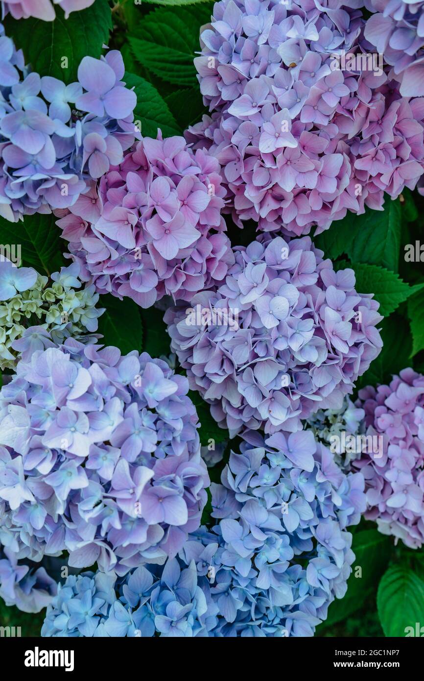 Blühende rosa und lila Hortensien Blüten, Hortensia macrophylla. Frische Sommerblumen im Garten. Farbenprächtiger Busch von Hortensia. Nahaufnahme von üppigen Blumen Stockfoto