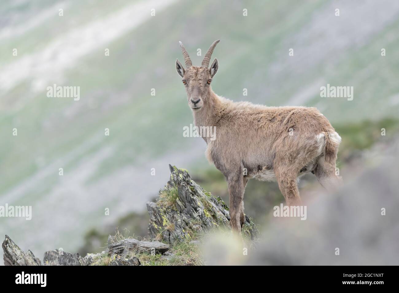 Steinbock-Weibchen auf Bergrücken (Capra-Steinbock Stockfotografie - Alamy