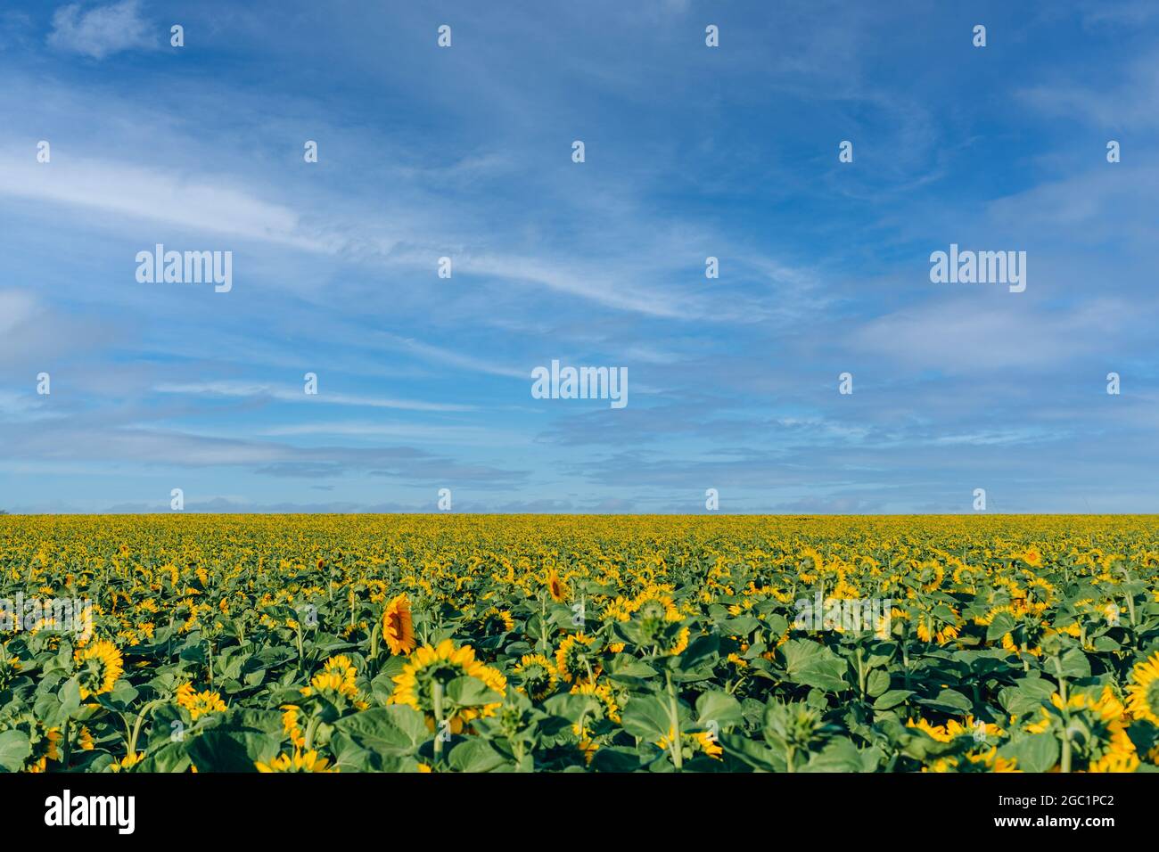 Blumen Sonnenblume mit ihren Köpfen zurück zur Seite gedreht, wächst bis zur Horizont-Linie, zum blauen Himmel und weißen flauschigen Wolken. Qualitativ hochwertige Phot Stockfoto