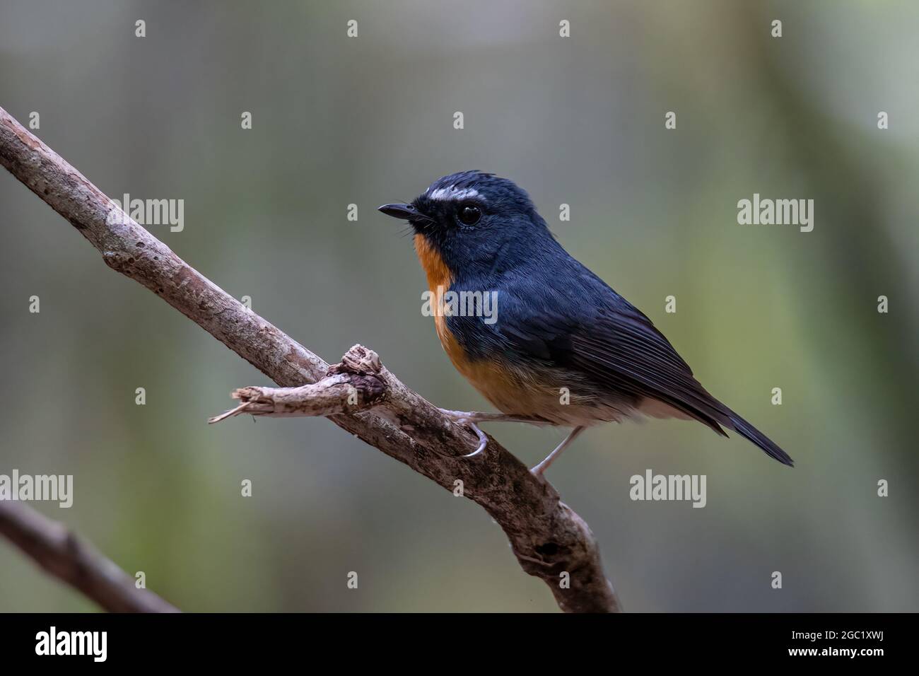 Natur Tierwelt Vogel Arten von Snowy gebräunt Fliegenfänger Barsch auf Zweig, der in Borneo gefunden wird Stockfoto