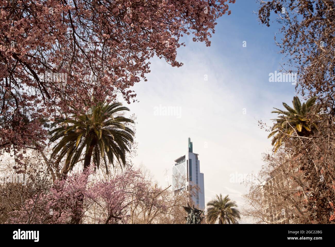 Frühlingsblüten und Palmen im Parque Forestal Stockfoto