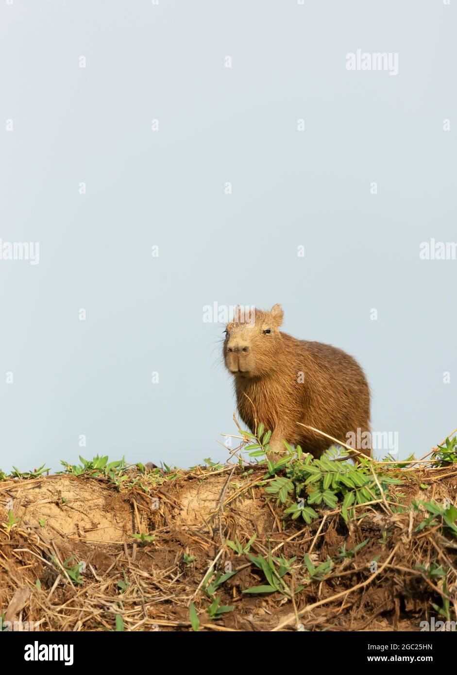 Nahaufnahme eines Capybara-Babys, das auf einem Flussufer im Süden des Pantanal, Brasilien, steht. Stockfoto