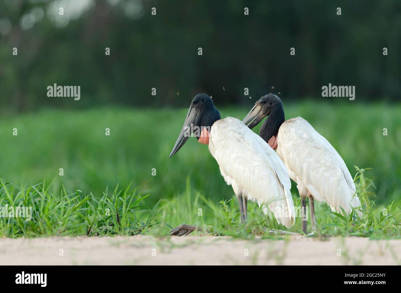 Nahaufnahme von zwei Jabiru-Störchen, die an einem Flussufer im südlichen Pantanal, Brasilien, stehen. Stockfoto