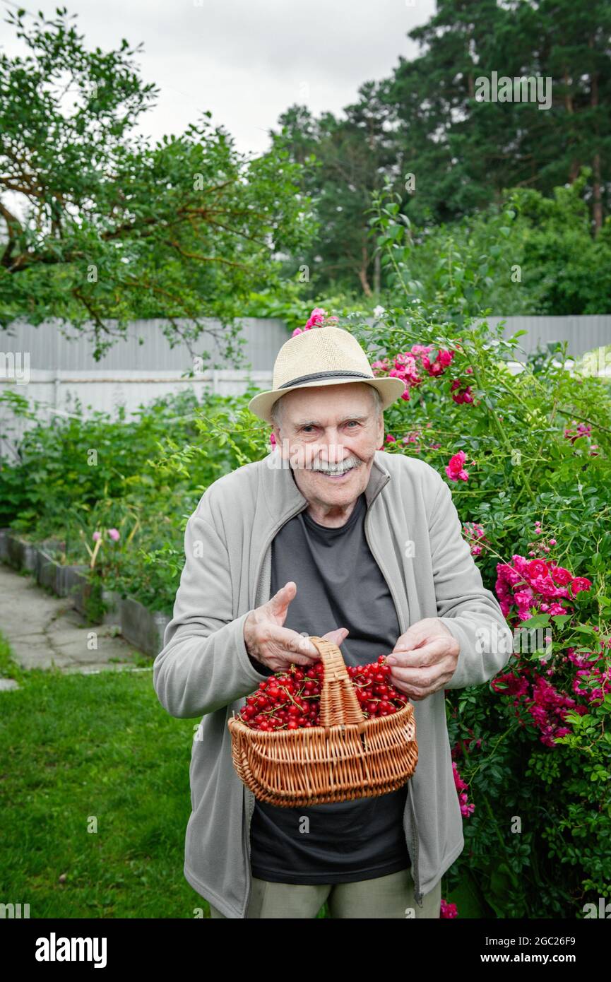 Ein alter Gärtner hält einen Korb mit roten Johannisbeeren in seinen Händen. Früchte wachsen im Stadtgarten. Aktives Alter. Arbeiten Sie an der frischen Luft. Vertikaler Rahmen. Stockfoto