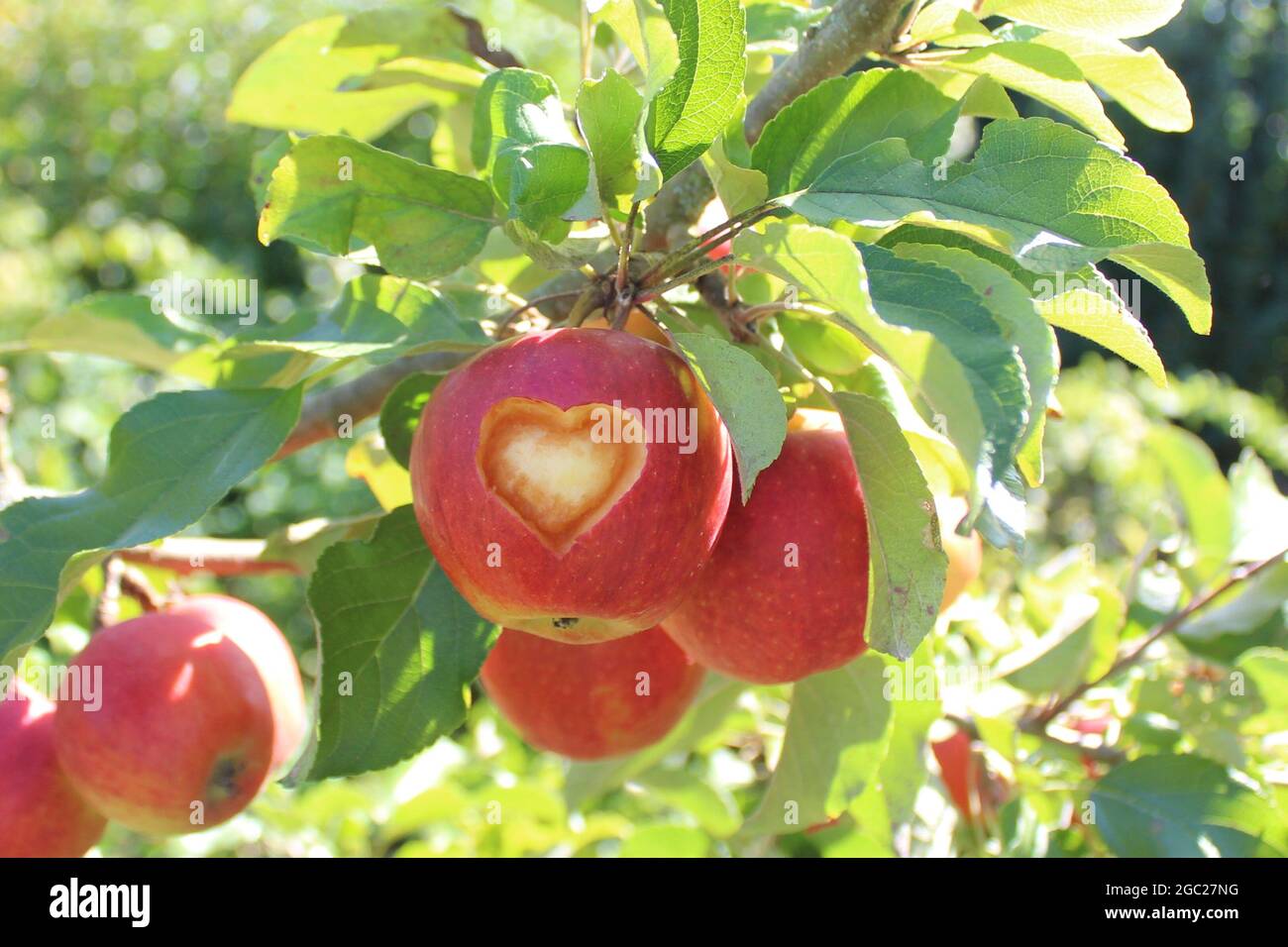 Ein Apfel mit einem geschnitzten Herzen auf dem Apfelbaum Stockfoto