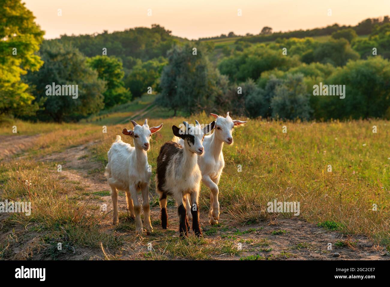 Drei niedliche Ziegenziegen auf einer Wiese bei Sonnenuntergang. Portrait von schönen Hausziegen. Schöne Landschaft im Hintergrund Stockfoto