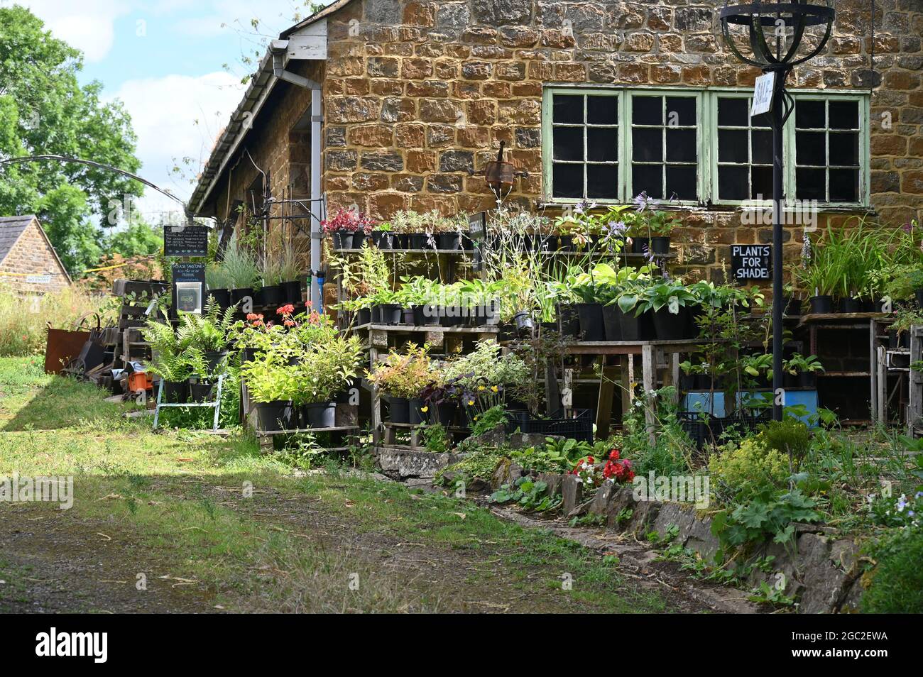 Pflanzen zum Verkauf im Garten eines Hauses in South Newington, Oxfordshire Stockfoto