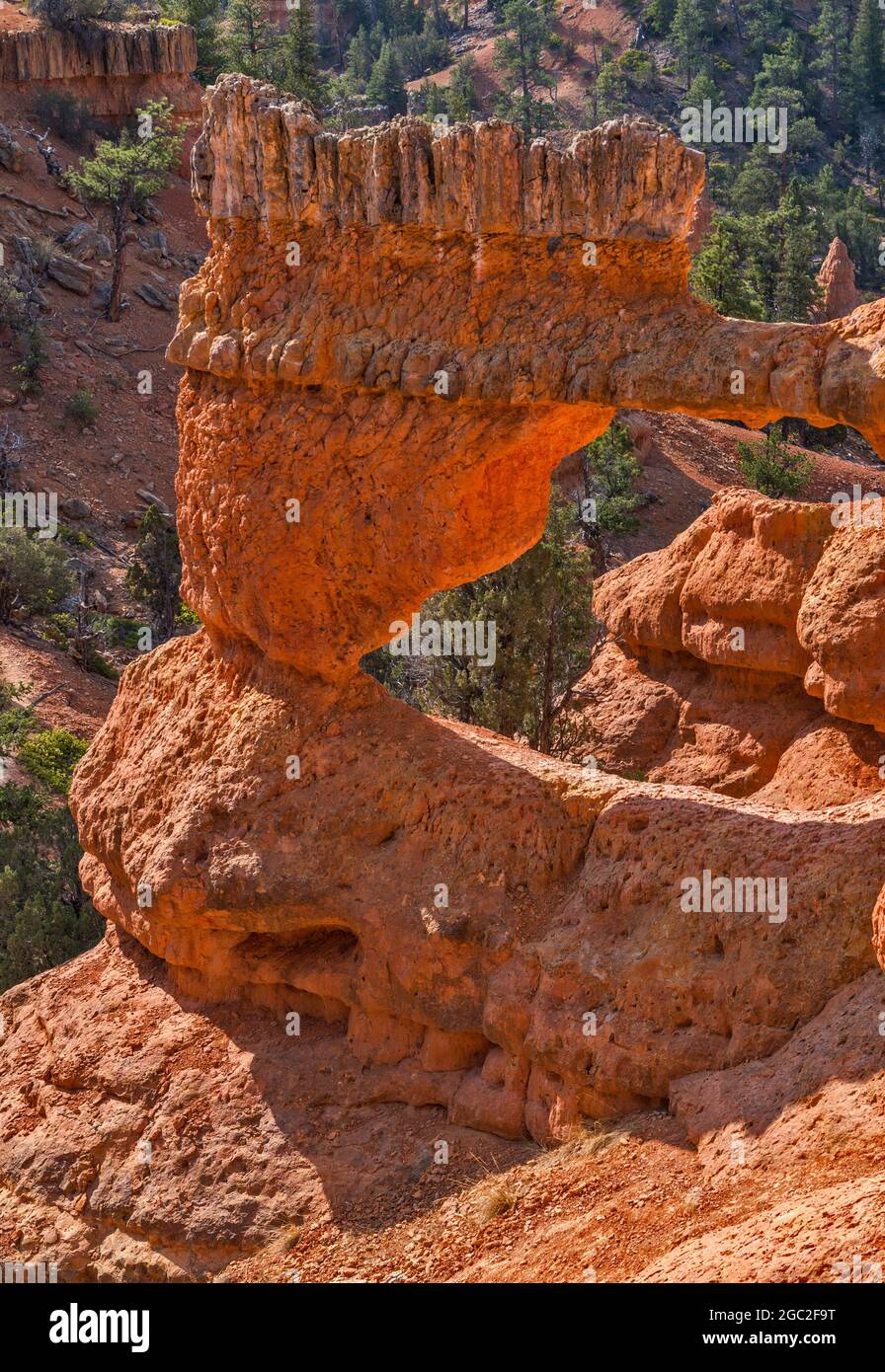 Naturfenster in Sandsteinformation, Arches Trail, Red Canyon, Dixie National Forest, in der Nähe von Panguitch, Utah, USA Stockfoto