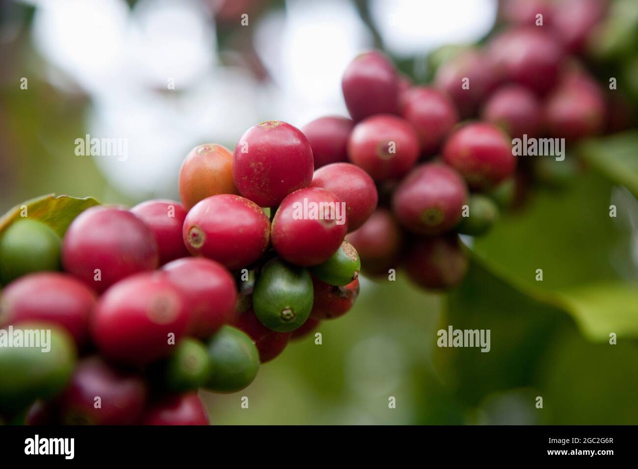 Frische Arabica-Kaffeekirschen vor der Ernte. Stockfoto