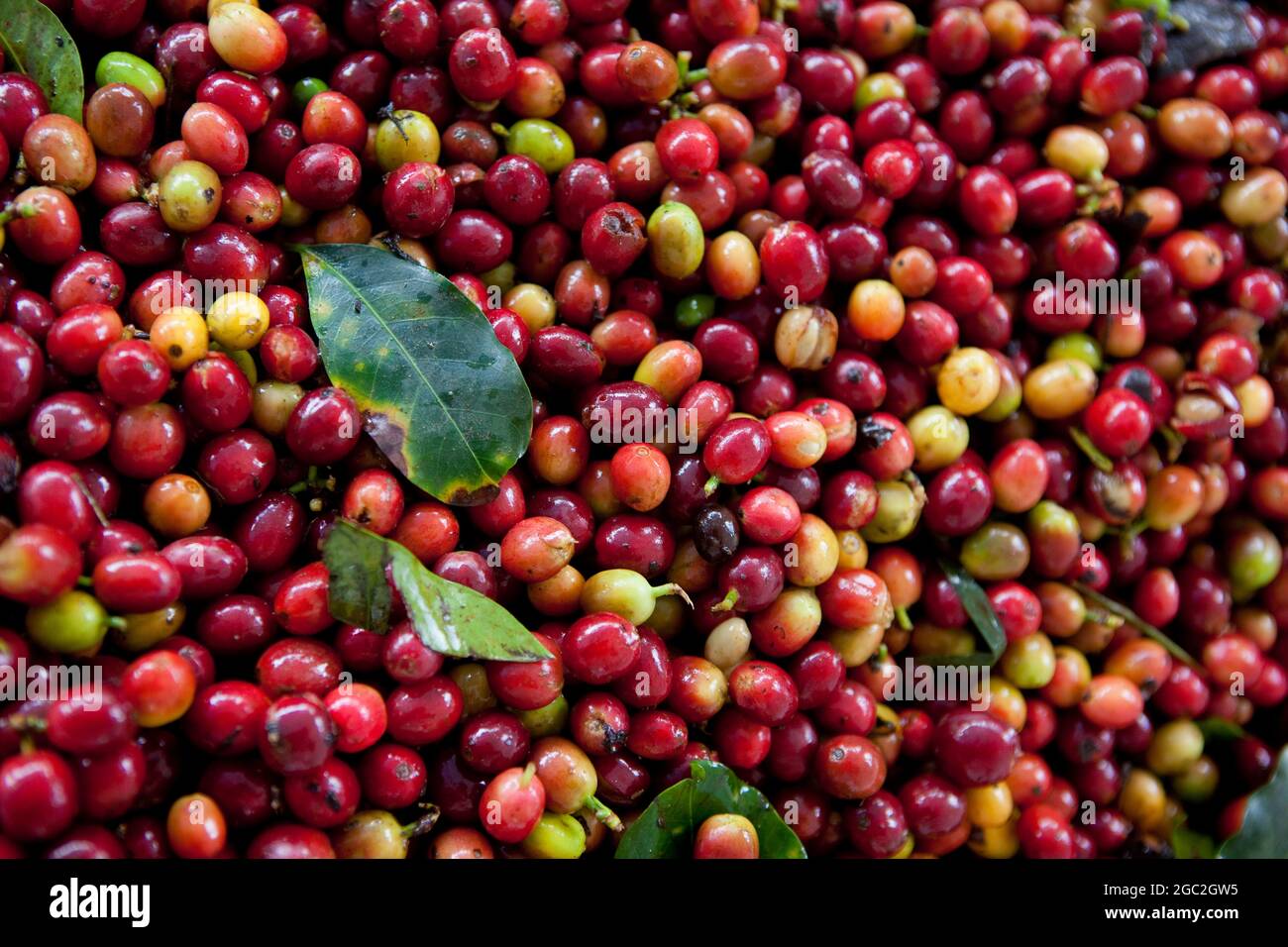 Frisch geerntete arabica-Kaffeekirschen bereit zur Verarbeitung. Stockfoto