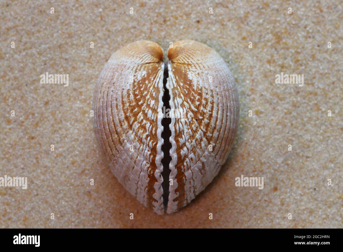 Herzförmige Muschel auf dem Sand Stockfoto