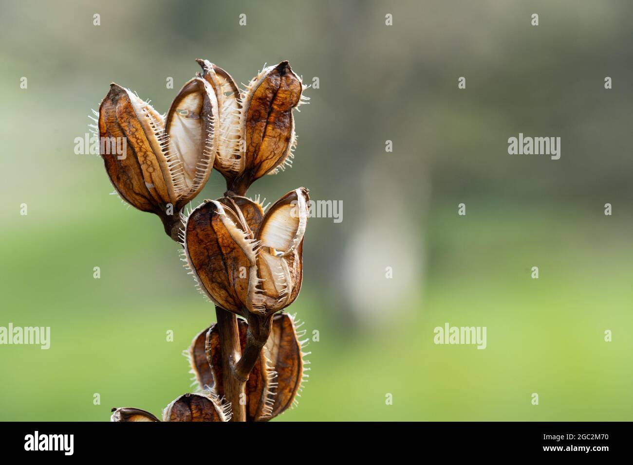 Die Riesen-Himalaya-Lily hat gruselig aussehende, offene Saatkapseln, die an scharfen Stellen enden. Stockfoto