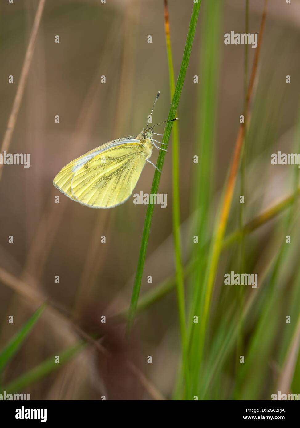 Grün geäderter weißer Schmetterling, Pieris napi, auf Grasstamm. Stockfoto