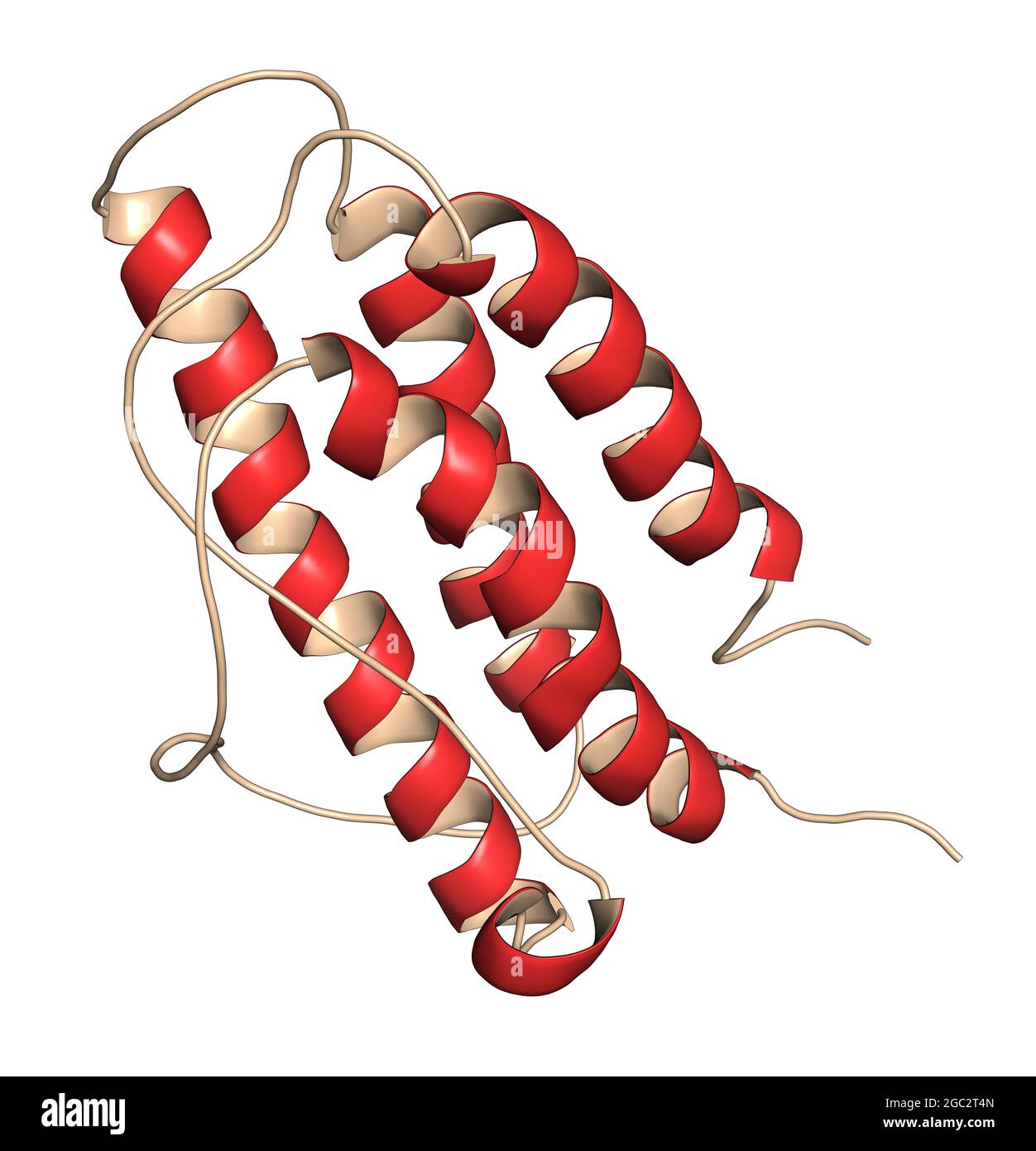 Erythropoietin (humanes EPO, Epoetin) Proteinhormon, 3D-Renderin Stockfoto