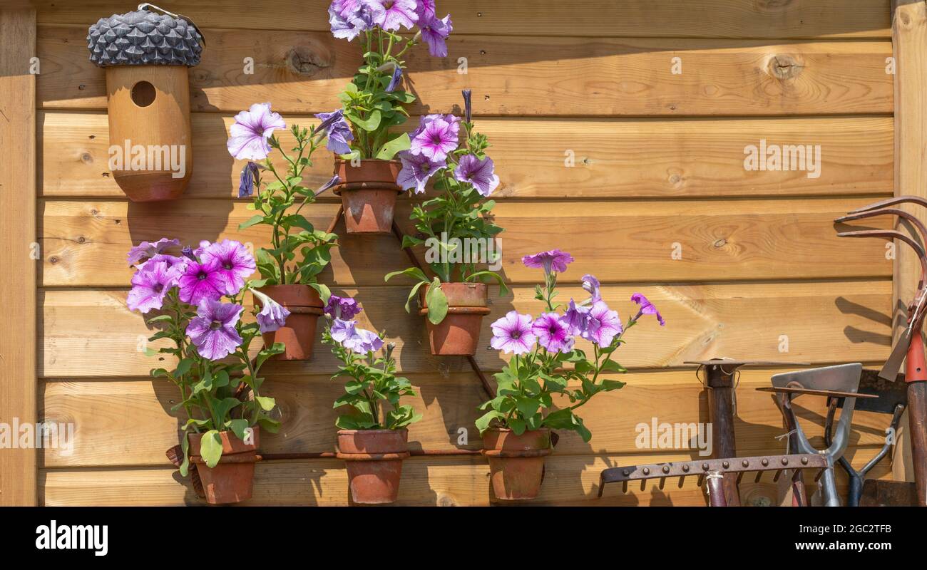 Holzschuppen mit Blumen in Töpfen angebracht Stockfoto