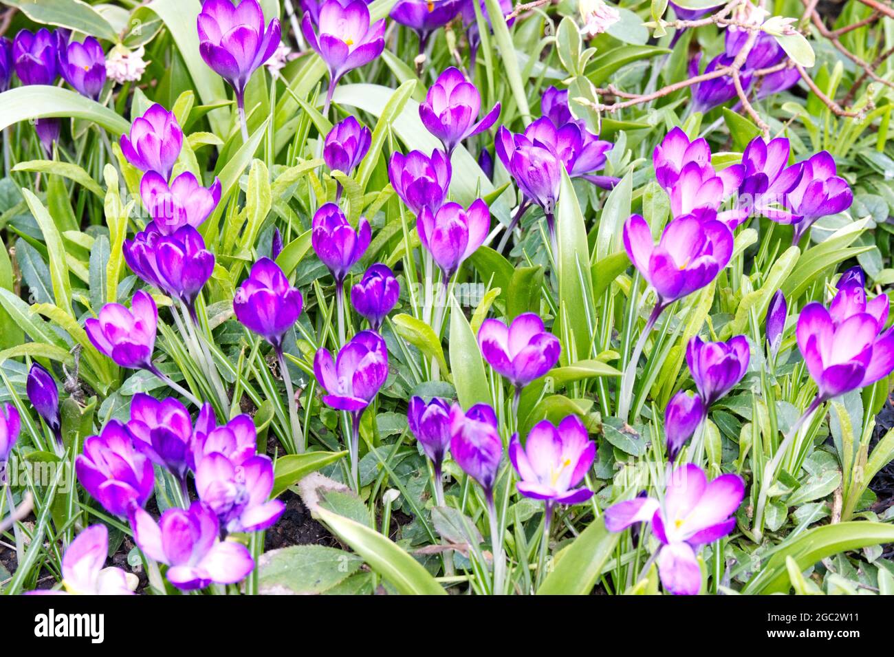 Lila Krokus tommasinianus Winterblüten Februar UK Stockfoto