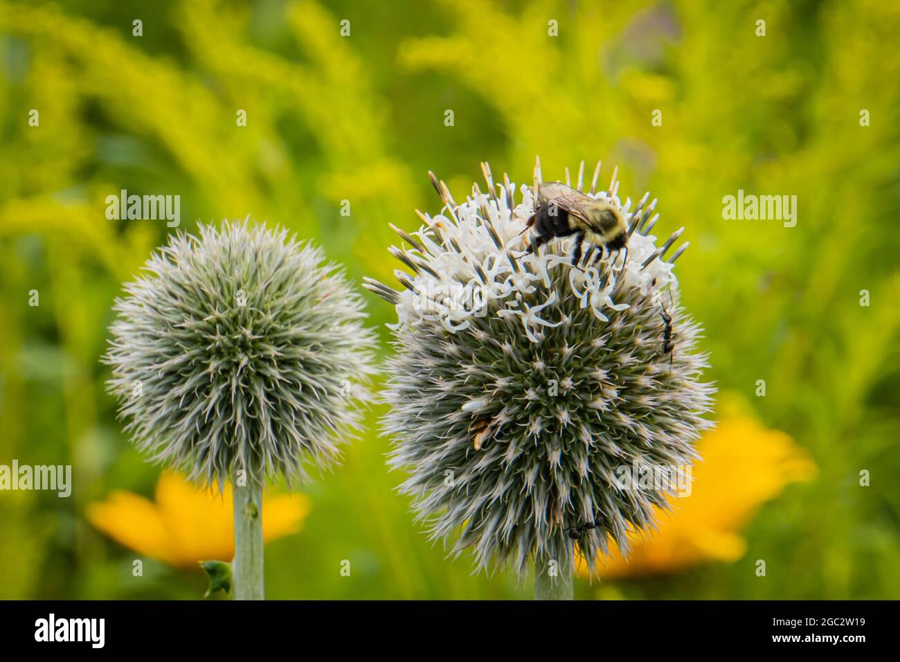 Bienenstöcke auf der Kugeldistel blühen Stockfoto
