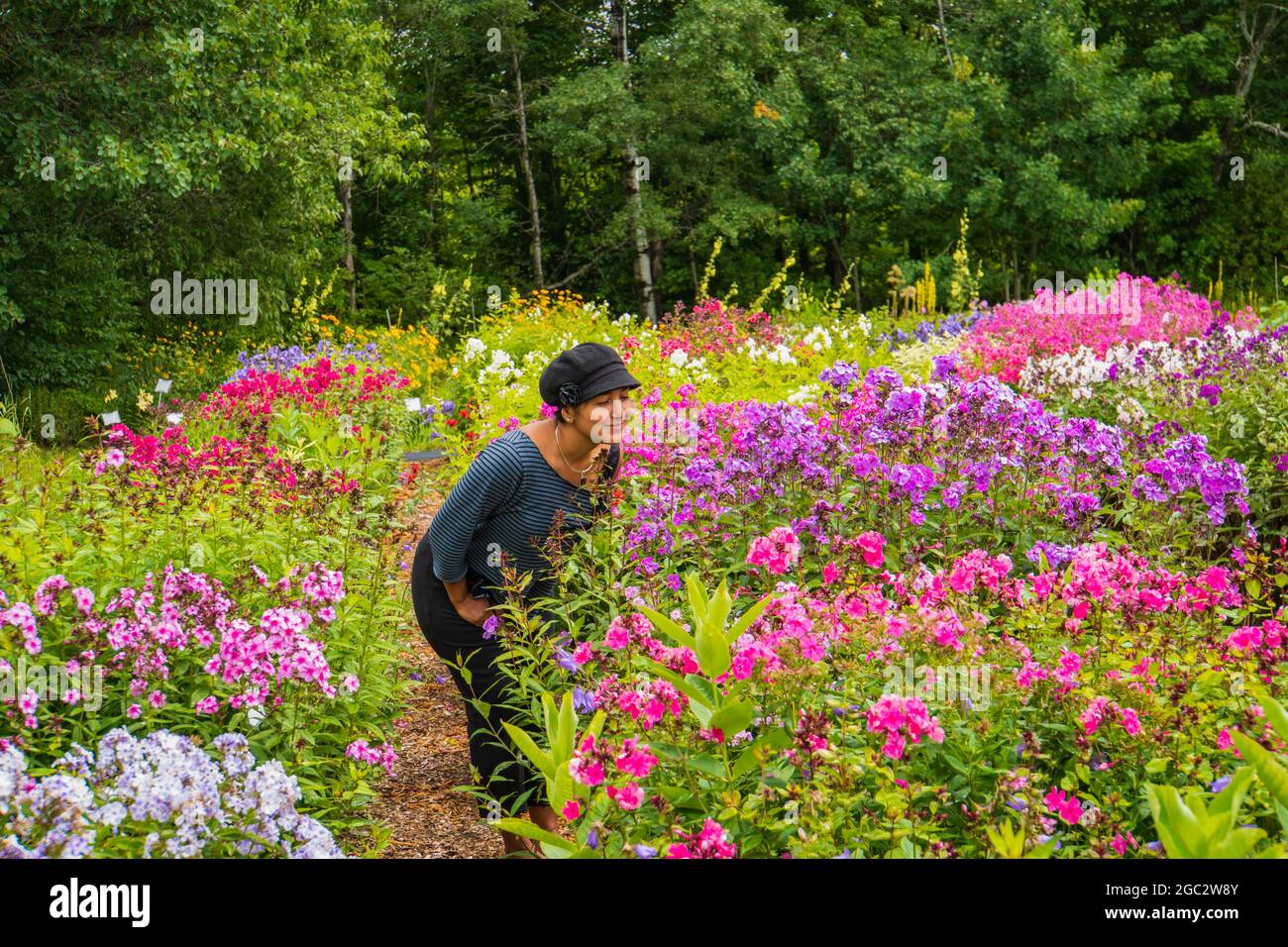 Hispanische Frau genießt den Duft von bunten Sorten blühender Phlox im Sommergarten Stockfoto